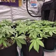 Sundae Frost Auto