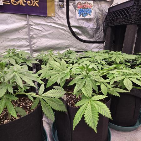 Sundae Frost Auto