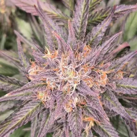 MangoFrostAuto