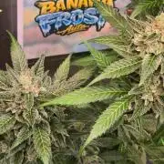 BananaFrostAuto