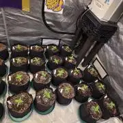 BananaPurplePunchAuto(RF3)