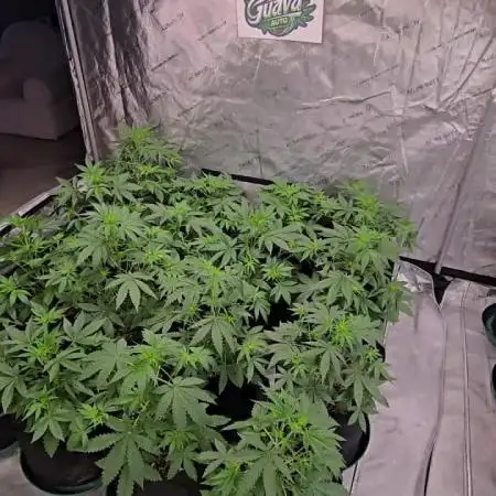 Guava Auto