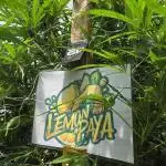LemonPaya