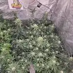 PoundCake Auto