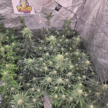 PoundCake Auto