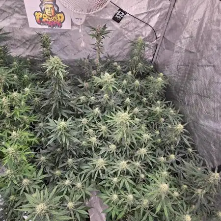 PoundCake Auto