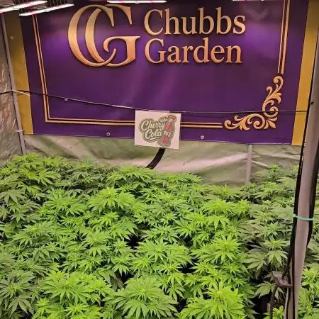 CherryColaAuto (RF3)