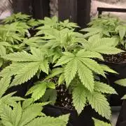MangoFrostAuto
