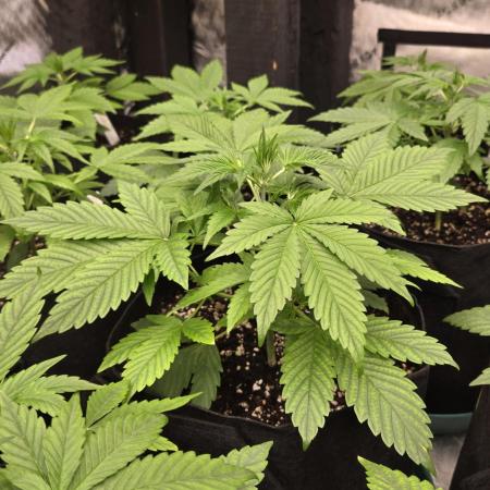 MangoFrostAuto