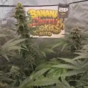 BananaCherryCookiesAuto