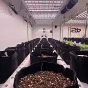 GMO Auto