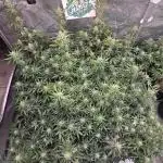 Guava Auto