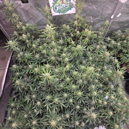Guava Auto