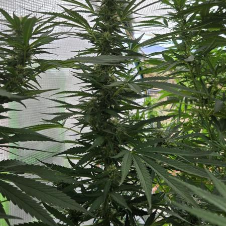 GG4/Sherbet Fast Flowering