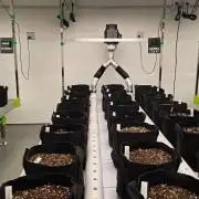 GuavaAuto(RF3)