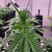 StrawberryGorillaAuto(RF3)