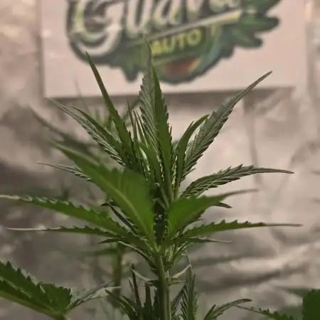 Guava Auto