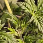 Banana Purple Punch Auto (RF3)