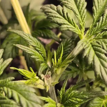 Banana Purple Punch Auto (RF3)