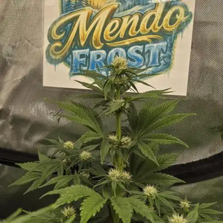 Mendo Frost Auto
