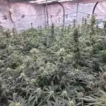 Gorilla Z Auto