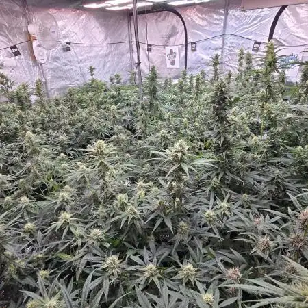 Gorilla Z Auto