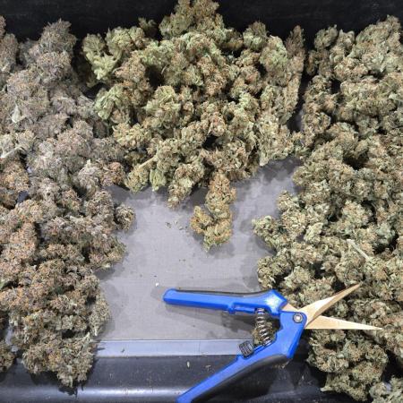 Apricot Auto
