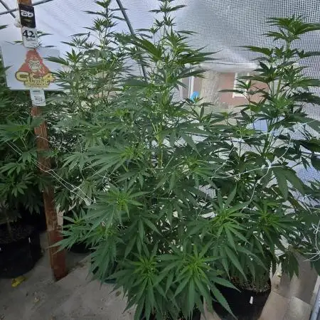 GG4/Sherbet Fast Flowering