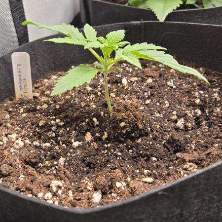 Banana Purple Punch Auto (RF3)