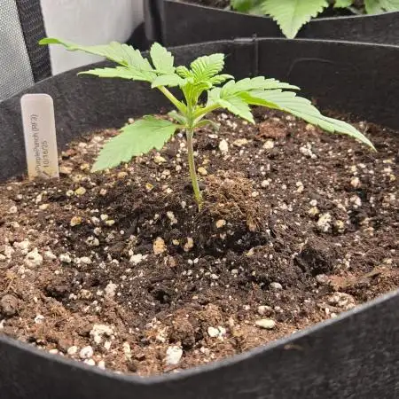 Banana Purple Punch Auto (RF3)