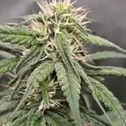 GuavaRuntzAuto
