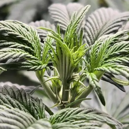Mendo Frost Auto