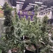 BananaCherryCookiesAuto