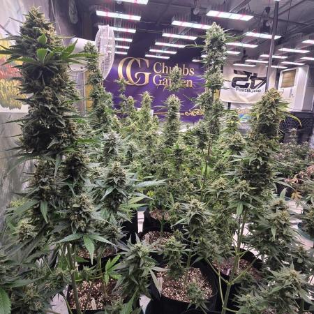 BananaCherryCookiesAuto