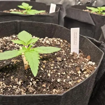 GuavaRuntzAuto
