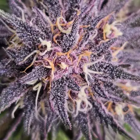 FrostBangerAuto