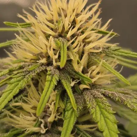 GuavaRuntzAuto