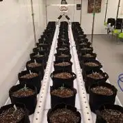 GMO Auto