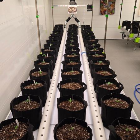 GMO Auto