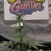 BananaGuavaAuto