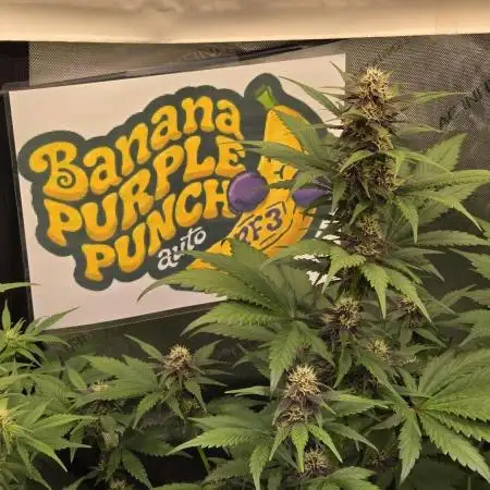 BananaPurplePunchAuto(RF3)