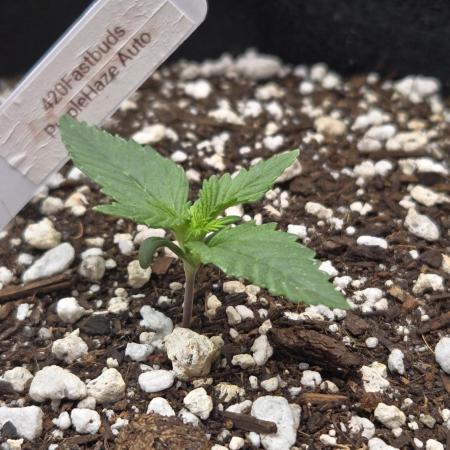 PurpleHaze Auto