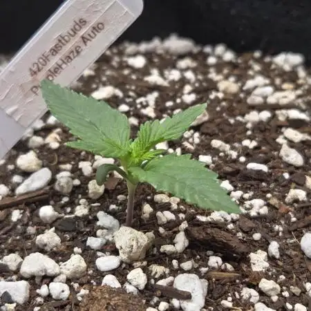 PurpleHaze Auto