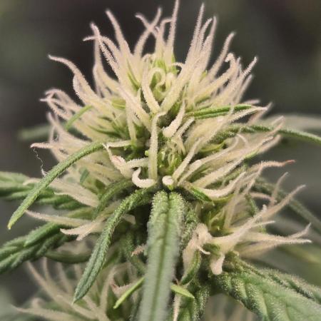 PurpleHaze Auto