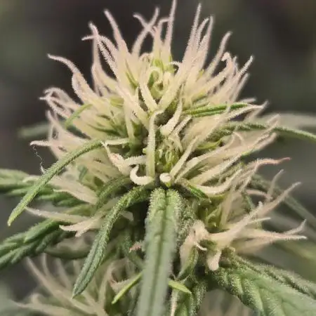 PurpleHaze Auto