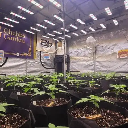 Sundae Frost Auto
