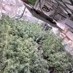 CherryCola Auto