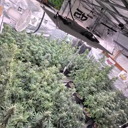 CherryCola Auto