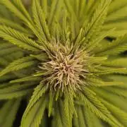 Banana Purple Punch Auto (RF3)