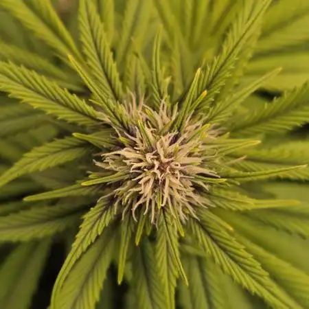 Banana Purple Punch Auto (RF3)